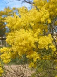 Image result for Acacia arenaria