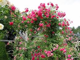 Bagatelle 9 Jardin Rose Roseraie Jardins