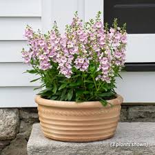 Image result for Angelonia