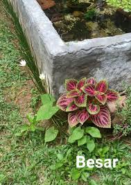 Beli bunga hias hidup online berkualitas dengan harga murah terbaru 2021 di tokopedia! Tumbuhan Tanaman Hias Hidup Miana Bunga Caleus Jawer Stek Steak Bearakar Besar Perkebunan Di Carousell