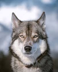 Pin By Indy Sandhu On Beautiful Animal Photography Wolf Dog Wolf World Wolf Pictures