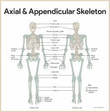 Skeletal System Anatomy And Physiology Nurseslabs