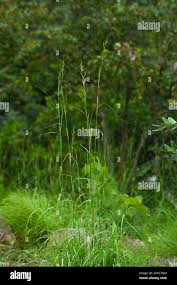 Image result for Cymbopogon caesius