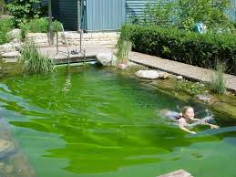 Schwimmteiche Naturlicher Badespass Schwimmteich Schwimmteich Bauen Wasser Im Garten