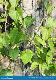 Image result for Tinospora