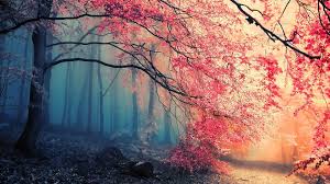 In warm tropical climates, the tree may stay green throughout the year. Cherry Blossom Tree Forest Trees Pink Hd Wallpaper Wallpaper Flare