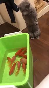 Beautifull Video In 2020 Cute Baby Animals Funny Animal Videos Cute Animals