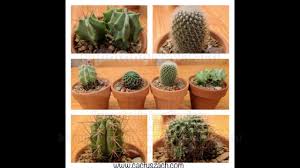 Easter cactus plant ushers in spring with a show of colorful flowers. Repotting Lowe S Cactus Purchases Into Terracotta Pots By Cactus Zach