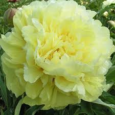 We did not find results for: Peonies For Sale Shop Peony Plants For Sale Spring Hill Nurseries