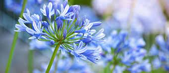 Fiori a forma di palla contro lo sfondo di fiori di colore giallo. Agapanthus Romantici Fiori A Palla Dell Agapanto