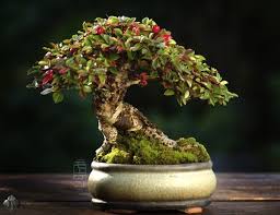 Check spelling or type a new query. Top 10 Greatest Bonsai Trees Bonsai Empire