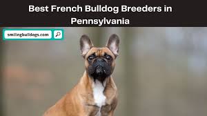 French bulldog puppies and dogs for sale, local or nationwide. 4 Best French Bulldog Breeders In Pennsylvania 2021 Smiling Bulldogs