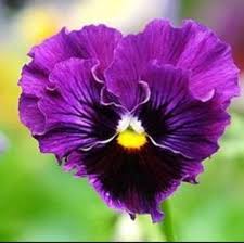 Harold Lizcano Obituary (2001)