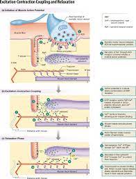 Skeletal Muscle Human Physiology An Integrated Approach Fisiologia Bioquimica Cuerpo Humano Anatomia