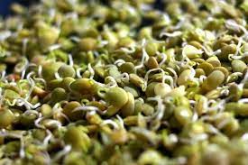 Maybe you would like to learn more about one of these? Germogli Di Lenticchia Proprieta Benefici E Uso Cure Naturali It