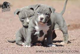 Chiot Puppy Puppies American Bully Giant Xl Xxl Bully Pitbull A Vendre For Sale France Belgique Pitbull Puppies For Sale Pitbull Puppies White Pitbull Puppies