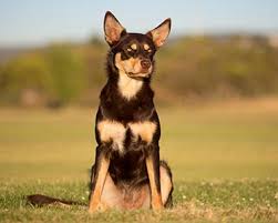 australian kelpie dog breeds purina australia