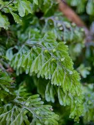 Image result for Hymenophyllum tunbridgense