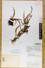 Image result for Lellingeria