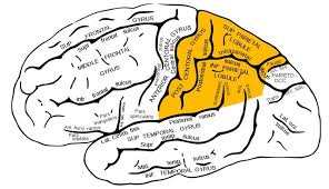 Image result for Parietal Lobe