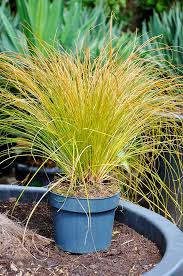 Segge Carex Prairie Fire Pflanzen Cottage Garten Garten Pflanzen