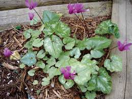 Image result for Cyclamen parviflorum
