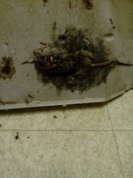 Dead Rat In Ceiling Of Bakery Won T Be Ordering Anything From Here Ceiling Bakery Anything
