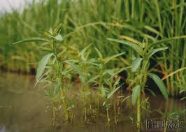 Image result for Sphenoclea zeylanica