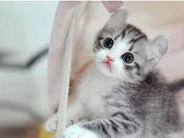 Check spelling or type a new query. Wallpaper Kucing Lucu Hd Samsung J1 Ace Lucu 720x1280 Wallpaper Teahub Io