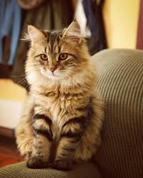 Meera Magical Siberians On Instagram This Little Girl She Came Out Of The Womb Knowing How To Cat Fearless Playful Sweet Kedi Hayvanlar Kedicik