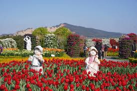 Jump to navigation jump to search. ä¸­ç¤¾è§€å…‰èŠ±å¸‚ å®˜ç¶² Home Facebook