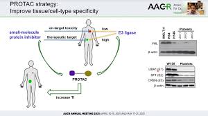 In human cells, thalidomide and its analogs bind crbn and recruit protein targets to the crl4 crbn e3 ubiquitin ligase, resulting in their ubiquitination and subsequent degradation by the proteasome. Crbn Twitter Search
