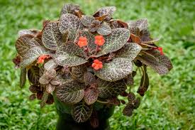 Image result for Episcia