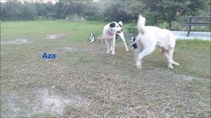 Read our central asian shepherd buying advice page for information on this dog breed. Central Asian Shepherd Alabai Puppies For Sale Youtube