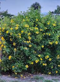 Image result for Allamanda