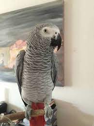 Lost African Grey Parrot Bird Fish Hoek Cape Town Western Cape Wc South Africa - L21841 African Grey African Grey Parrot Cute Baby Animals
