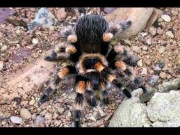 These are fascinating arachnids, with some reaching mammoth sizes. Mexican Red Knee Tarantula Origin Facts Are They Venomous