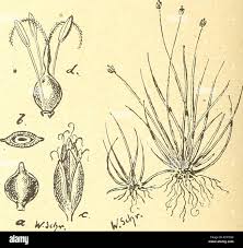 Image result for Isolepis fluitans