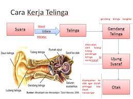 We did not find results for: Apa Hubungan Bunyi Dengan Indra Pendengaran Brainly Co Id