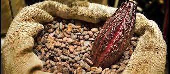 Cacao La Production Ghaneenne Prefere Les Marches Ivoiriens Histoire Du Chocolat Cacao Chocolat