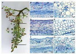 Powdery mildew of grapes and dormant mycelium and as cleistothecia on the shoots and buds. Development Of Rapid Direct Pcr Assays To Identify Downy And Powdery Mildew And Grey Mould In Vitis Vinifera Tissues Oeno One