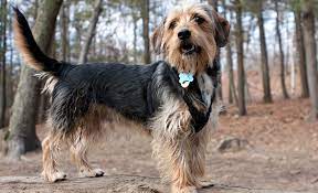 Yorkshire Terrier Golden Retriever Mix Online