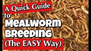Mealworms A Quick Guide To Breeding The Easy Way Youtube Meal Worms Meal Worms Raising Mealworm Farm