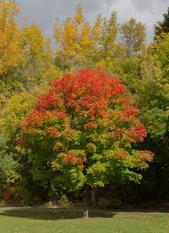 Obituary Irene A Notis Of Saco Maine Cote Funeral Home