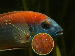 Ich Is The Most Prevalent Aquarium Fish Disease This Article Looks At The Best Ways To Go About Curing Ich Prevention A Aquarium Fish Fish Tank For Sale Fish