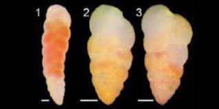 Image result for Bolusiella fractiflexa