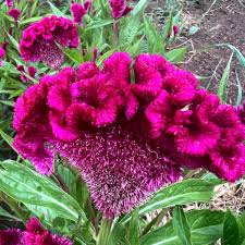Image result for Celosia pandurata