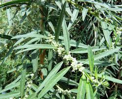 Image result for Polystachya melanantha