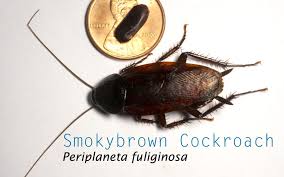 Home paramount offers effective and reliable termite control, pest control and moisture control services for residential and commercial customers throughout. Why Should Homeowners Be Concerned With Smokybrown Cockroaches