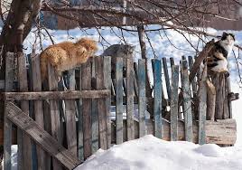 Winter Katzen Auf Dem Zaun Winter Cat Dog Cat Animals